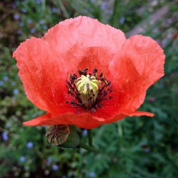 Papaver dubium Flor