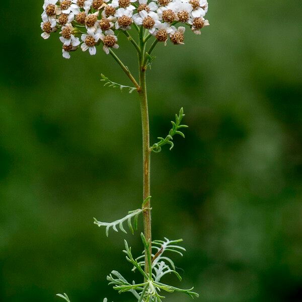 Achillea chamaemelifolia Άλλα