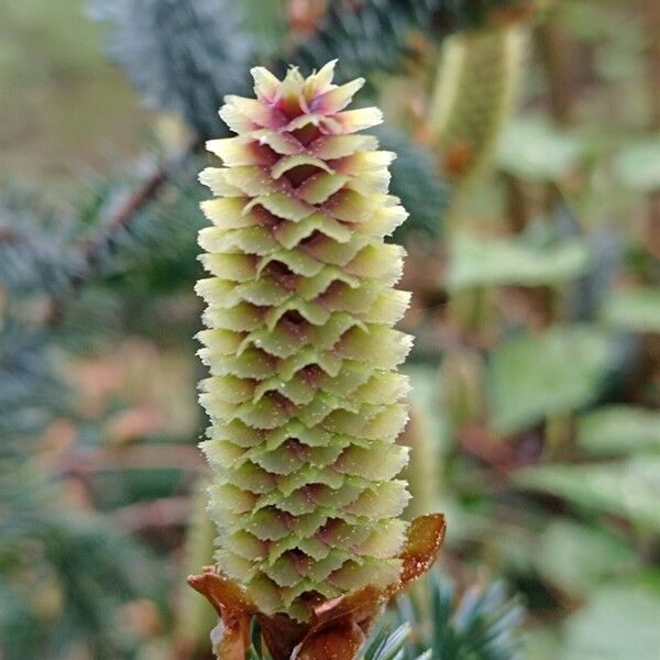 Picea sitchensis Žiedas