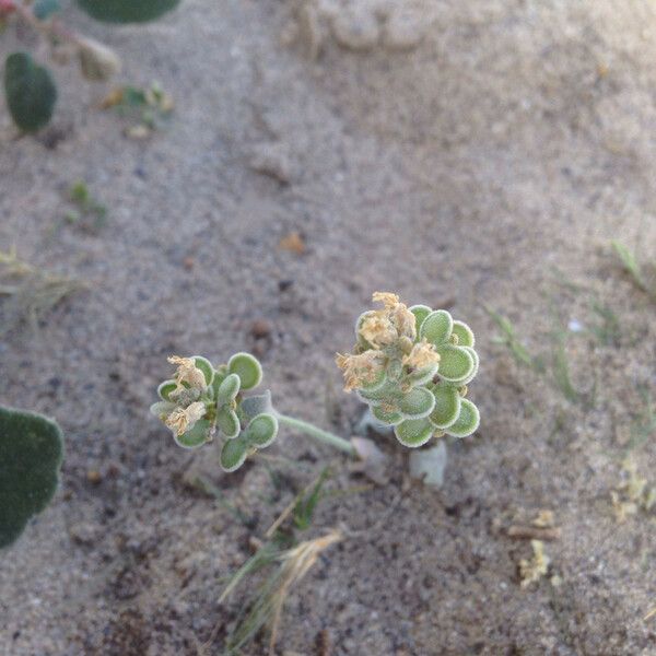 Dithyrea californica Hábito