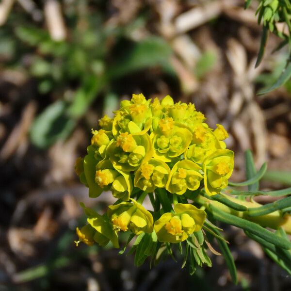 Euphorbia cyparissias Floro