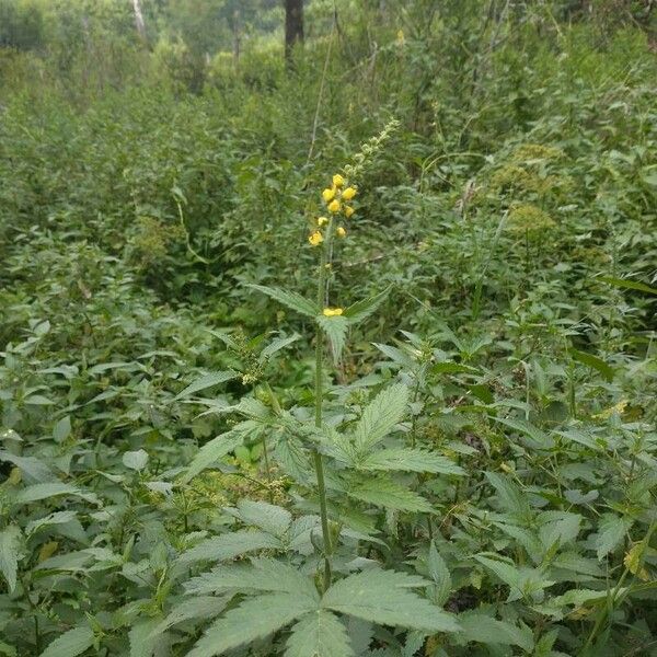 Agrimonia procera Flor