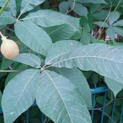 Aesculus parviflora Leaf