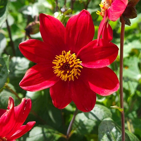 Dahlia coccinea Blomst