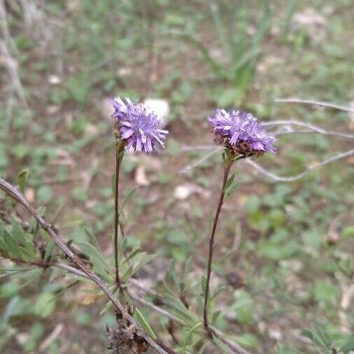 Globularia alypum Çiçek