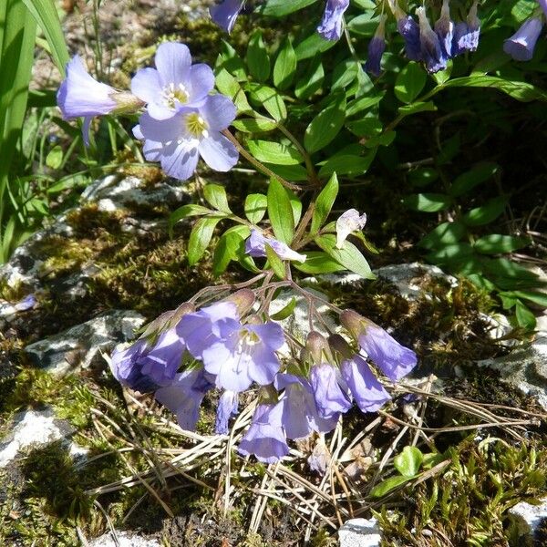 Polemonium reptans Habitus