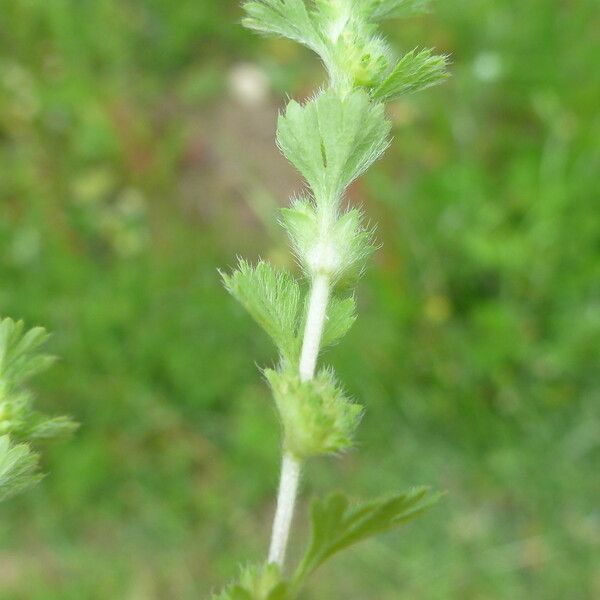 Alchemilla australis Beste bat