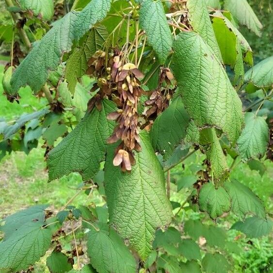 Acer spicatum Fruto