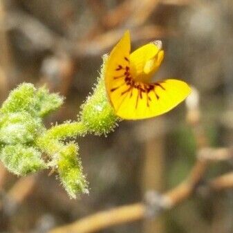 Adesmia polyphylla മറ്റ്