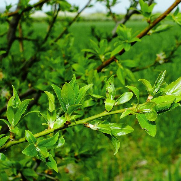 Prunus fruticosa Листок