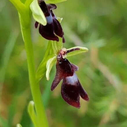 Ophrys insectifera Blomst