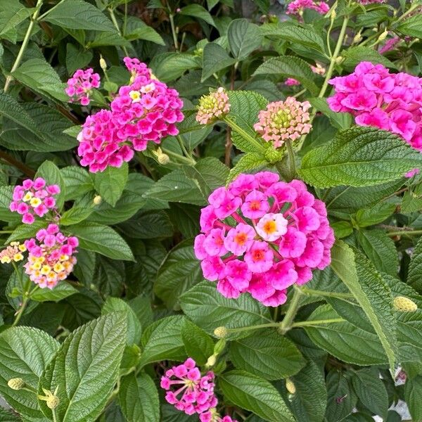 Lantana camara Кветка