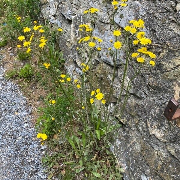 Crepis vesicaria Хабит