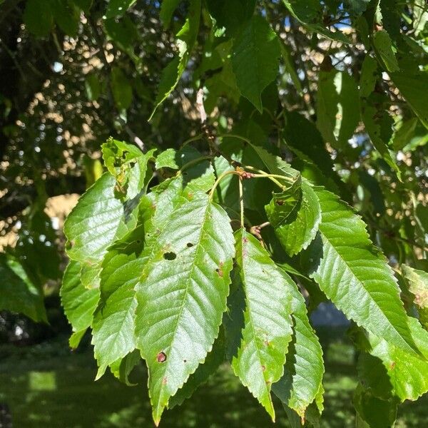 Prunus cerasus Blad