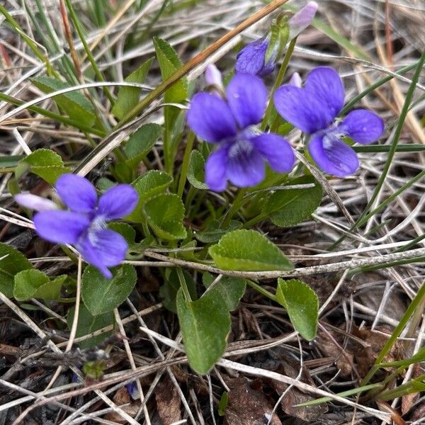 Viola adunca Flower