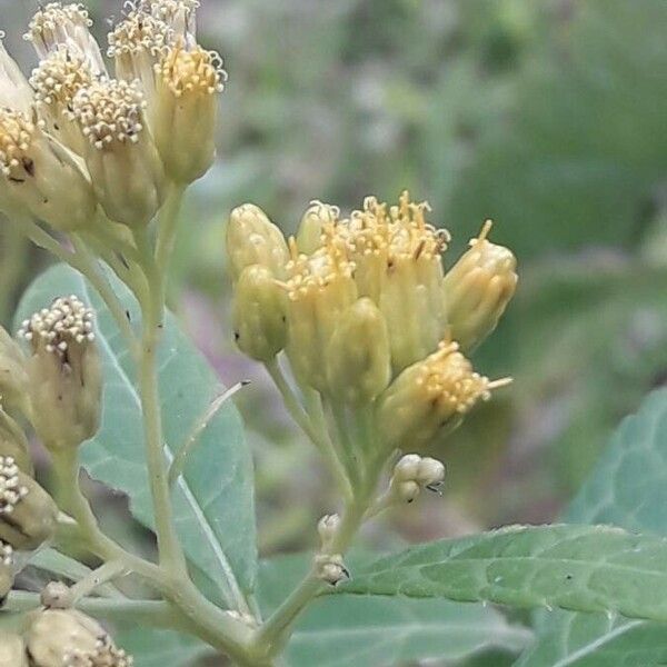 Neurolaena lobata Blomma