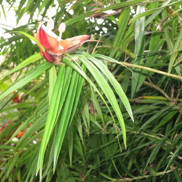 Freycinetia cumingiana Levél