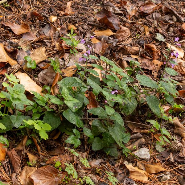 Clinopodium menthifolium Blomma