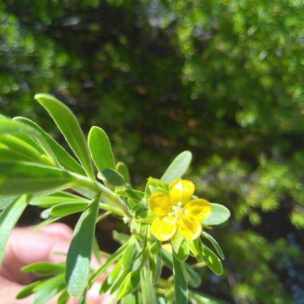 Suriana maritima Flower