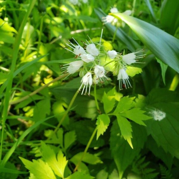 Hydrophyllum virginianum Flor