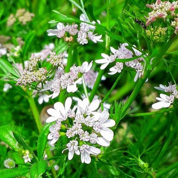 Coriandrum sativum Blomst