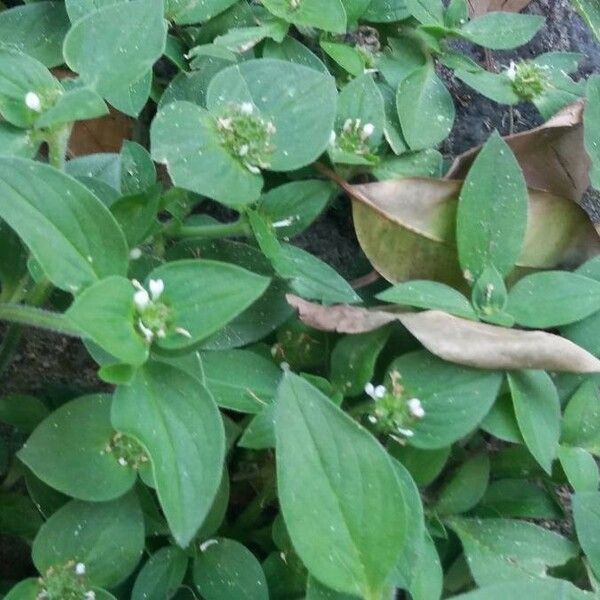 Richardia brasiliensis Folha