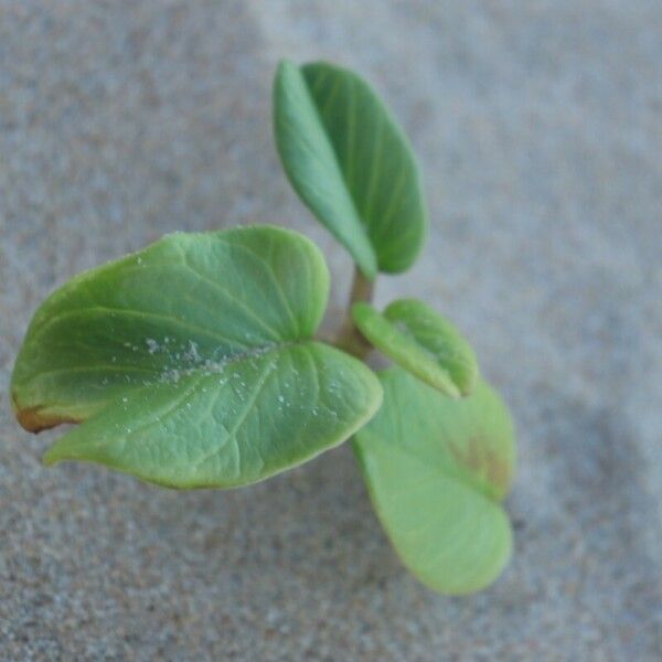 Ipomoea asarifolia Hoja