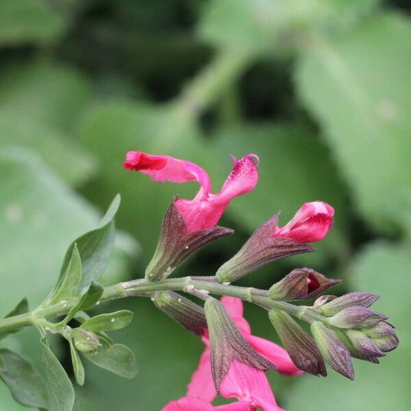 Salvia × jamensis Flors