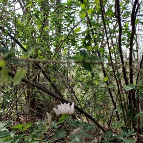 Dicentra cucullaria Flower