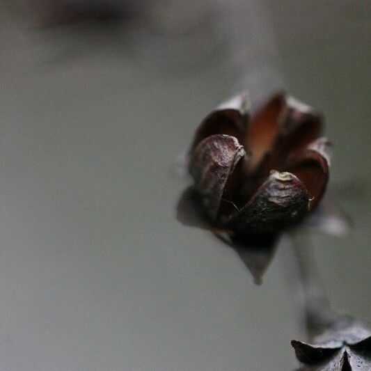 Agarista salicifolia Vili