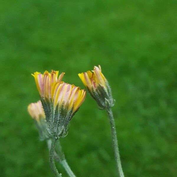 Crepis vesicaria Blomst