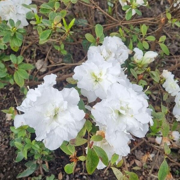 Rhododendron alabamense 花