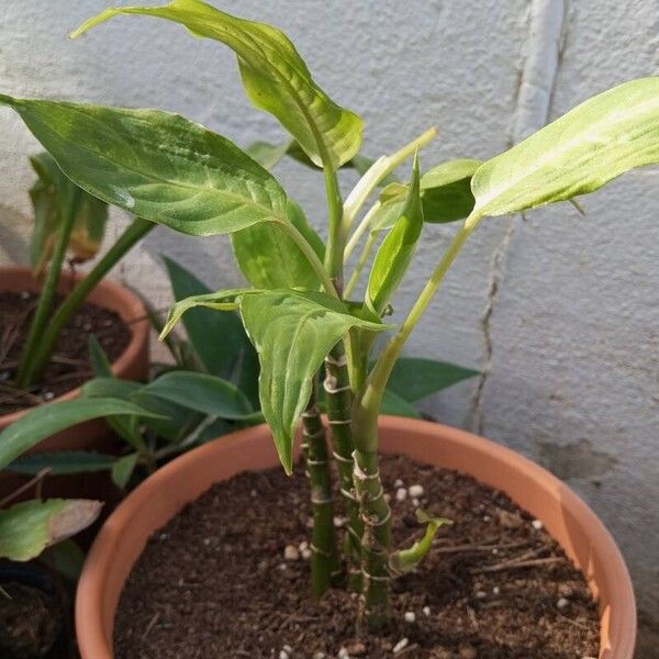 Dieffenbachia seguine 整株植物