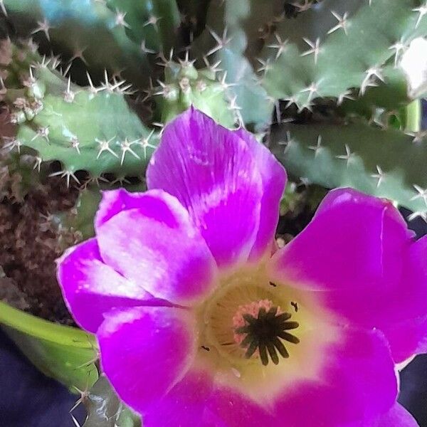 Echinocereus pentalophus Fruit