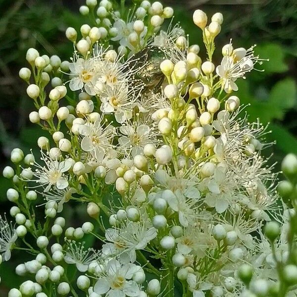 Sorbaria sorbifolia Flower