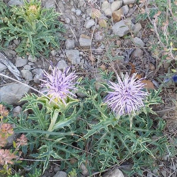 Carthamus carduncellus Flors