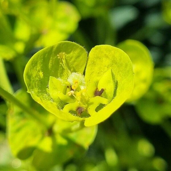 Euphorbia esula Flower