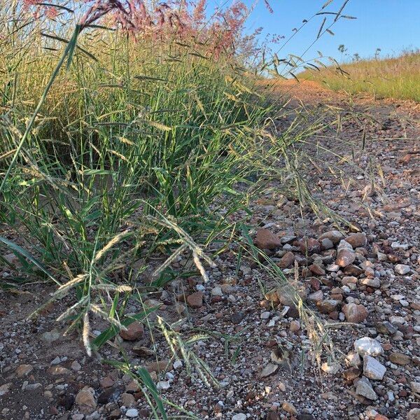 Urochloa trichopus Habitus