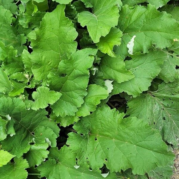 Arctium nemorosum Blad