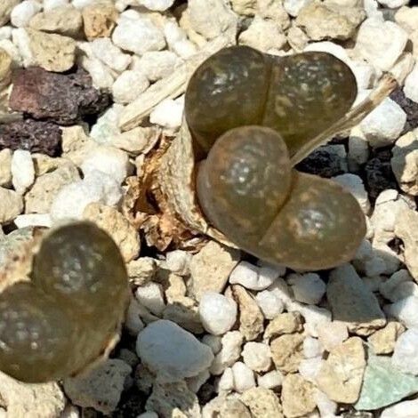 Conophytum pellucidum Лист