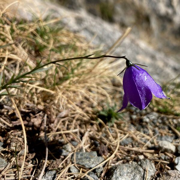 Campanula scheuchzeri Flors