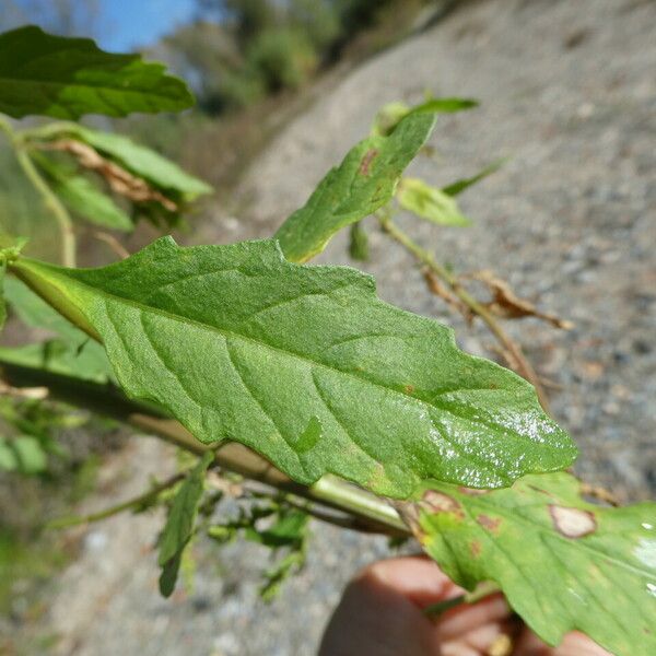 Dysphania ambrosioides Leaf