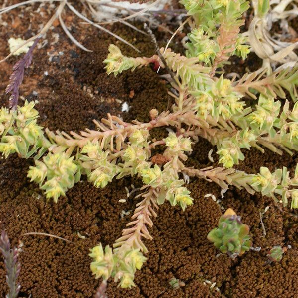 Euphorbia sulcata Облик