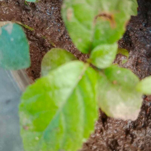 Amaranthus blitum Leaf