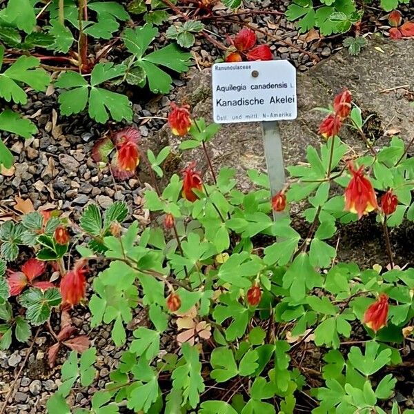 Aquilegia canadensis عادت داشتن