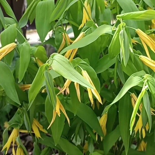 Uvularia grandiflora Blüte