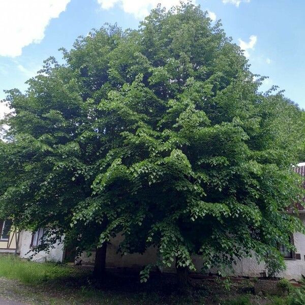 Tilia platyphyllos Hábito