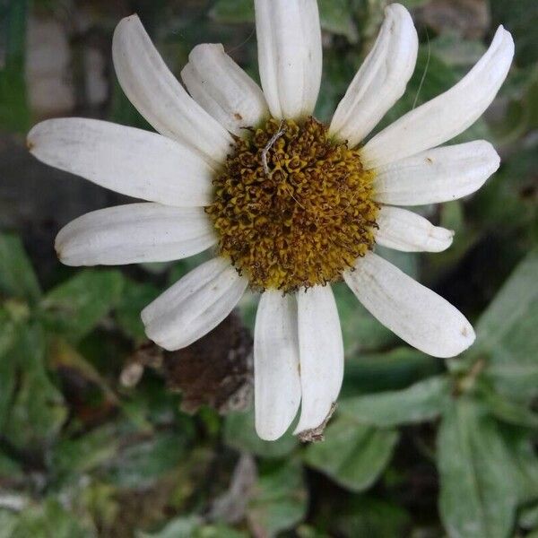 Leucanthemum maximum ᱵᱟᱦᱟ