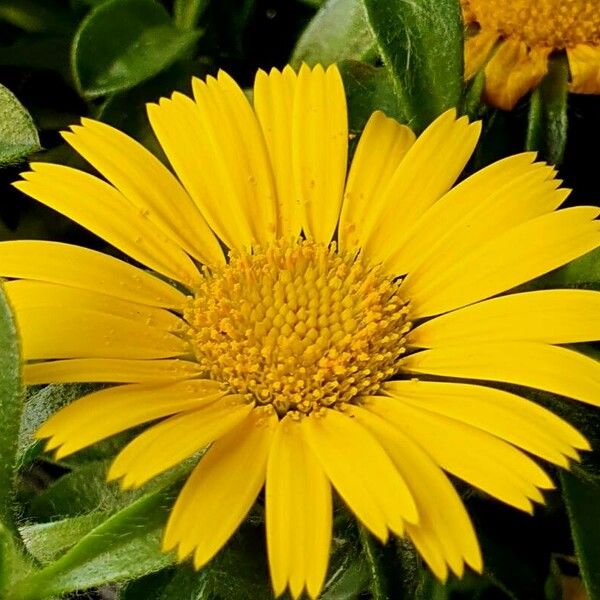 Asteriscus aquaticus Flower