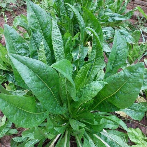 Cichorium endivia Blad